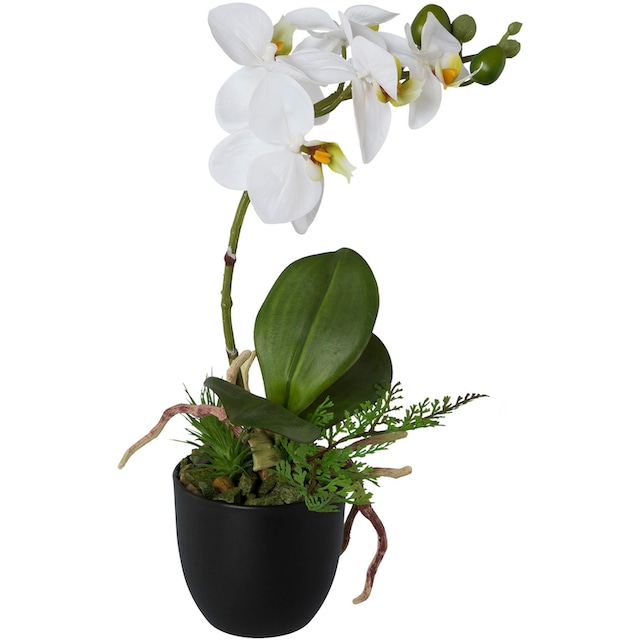 Creativ green Kunstorchidee »Phalaenopsis«, 2er Set, im Kunststofftopf  bequem bestellen