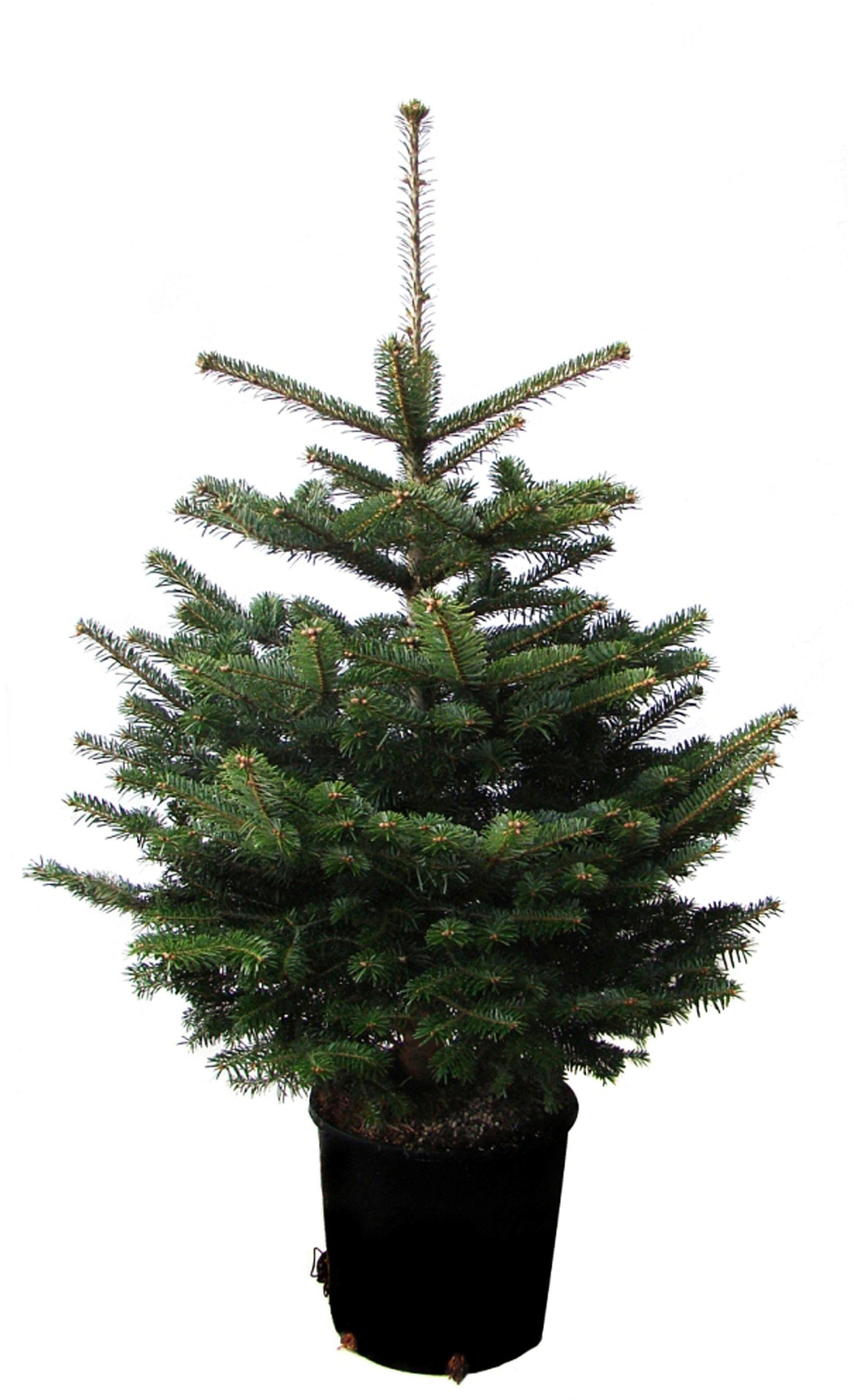 Weihnachtsbaumland Echter Weihnachtsbaum »Echte Nordmanntanne zum
