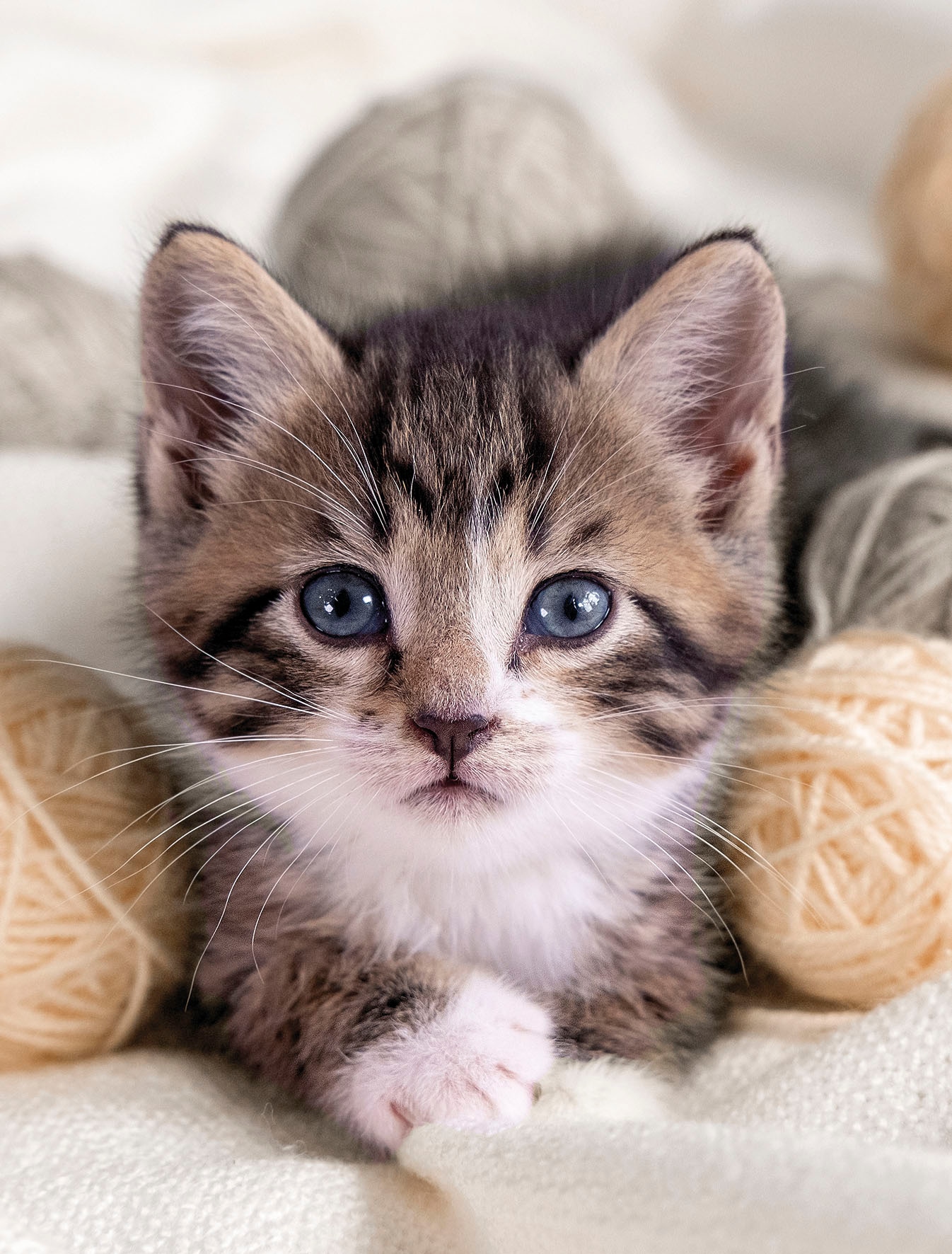 Wohndecke »Mikrofaser Fotodruck "Katze"«