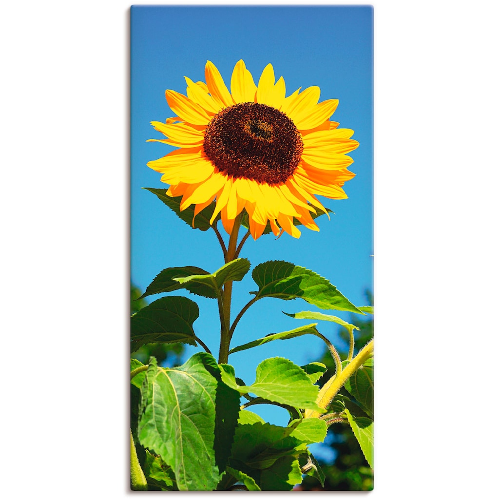 Artland Wandbild »Sonnenblume«, Blumen, (1 St.)